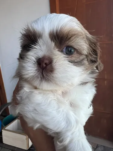Shih Tzu fêmea 