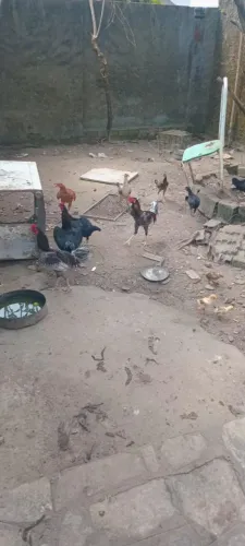 Vende se galo e galinha
