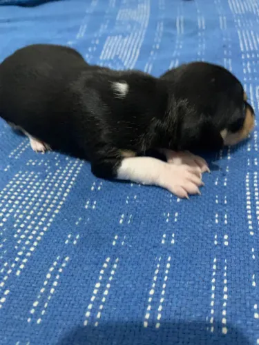 Cachorro Pincher número 1
