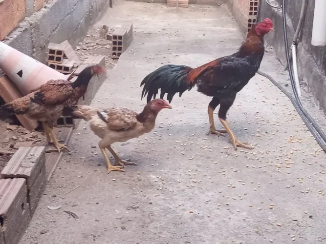 Galinhas