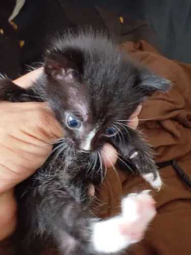 Gatos para adoção 
