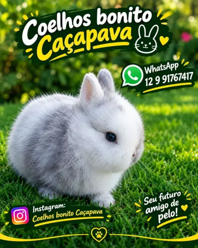 Coelho anão megpie netherland dwarf 