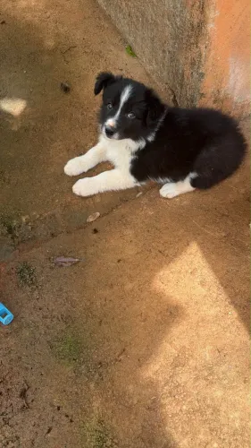 Filhotes de border collie (mãe (pedigree) e pai (em processo de pedigree) de raça)