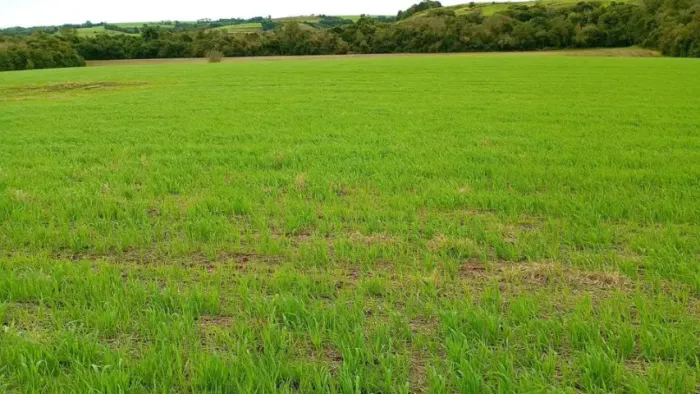 Área Rural de 8 Hectares à Venda - Entre-Ijuís/RS - R$ 636.000