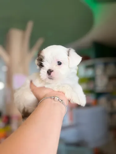 Os mais lindos Shihtzu estão na babyspet 