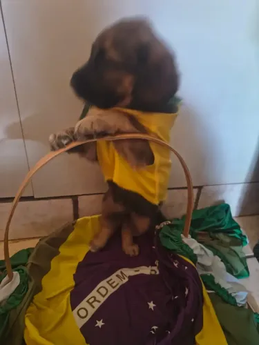 Adoção Responsável