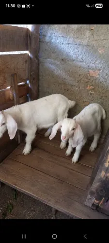 Casal de filhotes cabritos