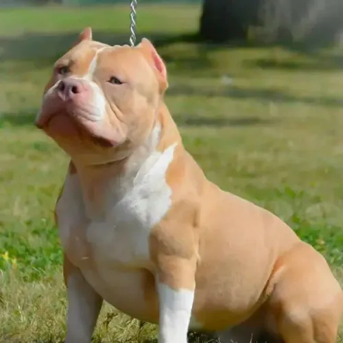 Vendo American Bully 9 meses
