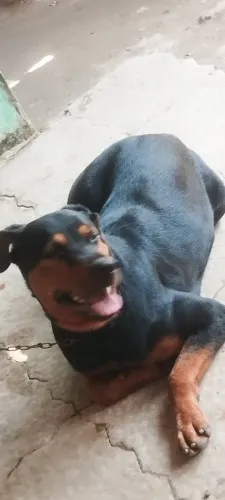 Hottweiler fêmea 
