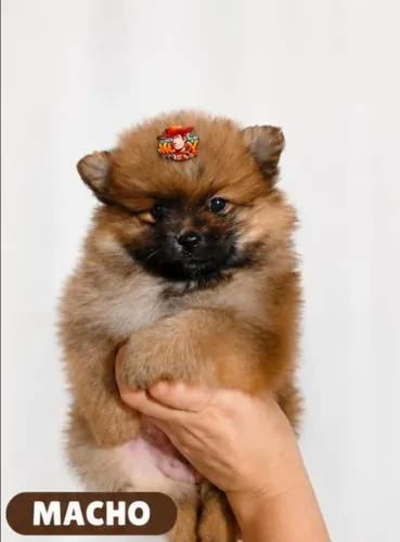 Linda femea e macho de spitz alemao