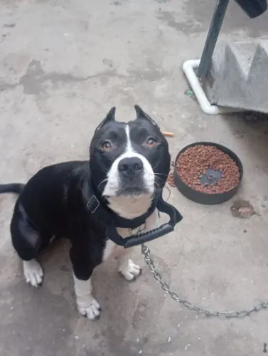 Pitbull