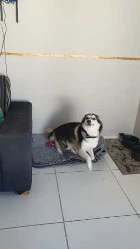 Husky para doação