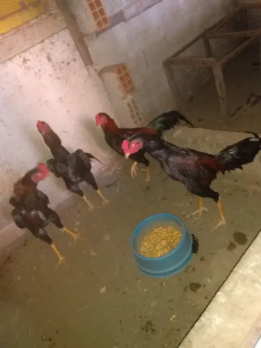Frangos Indio