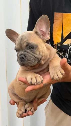 Buldogue Francês Micro Exótico