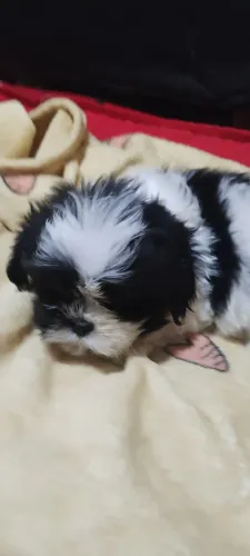 Vendo filhote de Shitzu
