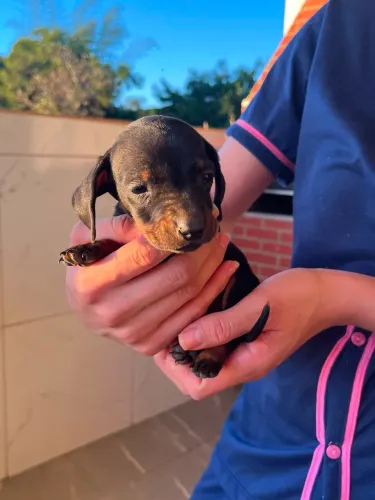 Vendo filhote de dachshund 