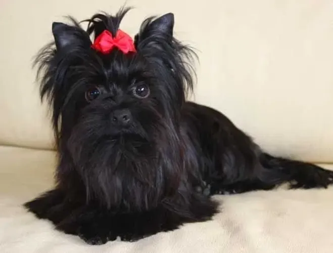 Filhote de yorkshire black fêmea micro! Bebezinha 