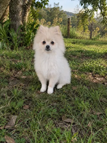 Spitz Alemão Fêmea