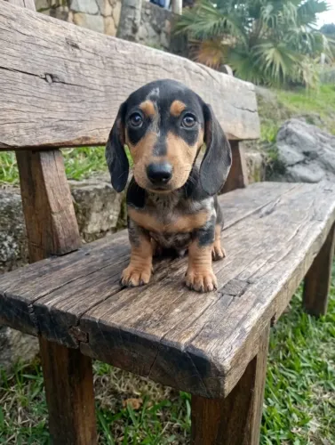 Filhote dachshund macho