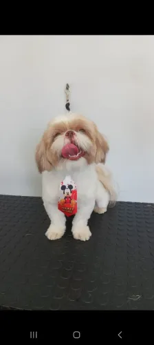 Vendo cachorro da raça Shih Tzu um ano e cinco meses com certificado de Pedigree e todas