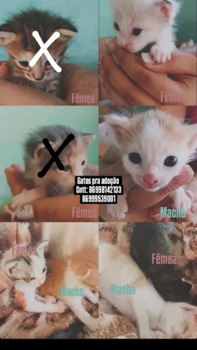 Gatos para adoção urgente!!