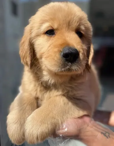 Filhote Golden Retriever Para Novo La