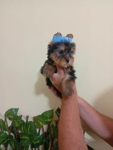 Yorkshire Terrier Com Excelente Temperamento