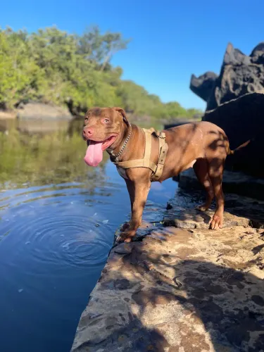 Vendo pit bull fêmea 