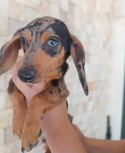 Dachshund Arlequim prata