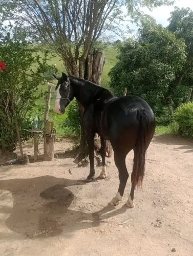 Vendo cavalo de direita derrubando boi.15 mil