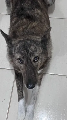 Doação Cachorra SDR
