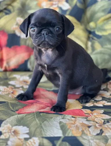 Pug preto fêmea ótima linhagem!!