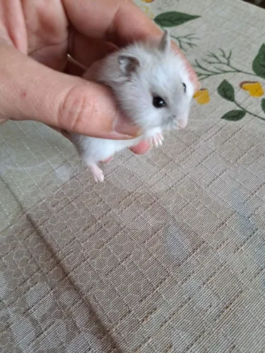 Hamster anão