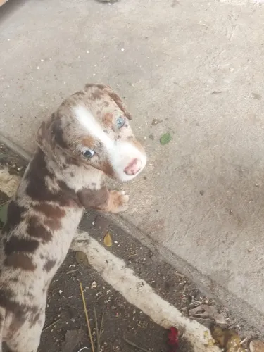 Salsichinha com American Bully 
