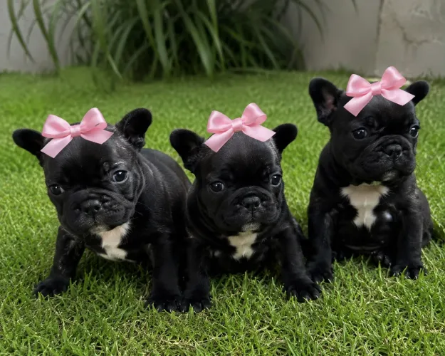 Bulldog francês 