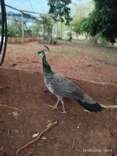 P AV ÃO fêmea por Ganso