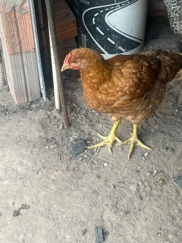 Troco franga poedeira por franga caipira
