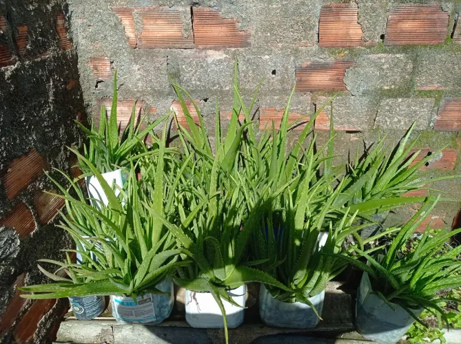 Pés de barbosas (Aloe vera )
