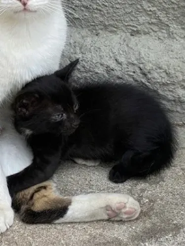Gato