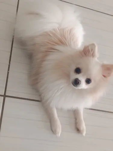 Spitz alemão fêmea adulta 