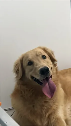 Freddy Golden Retriever Macho