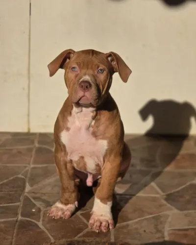 Pit Monster microchipado MACHO