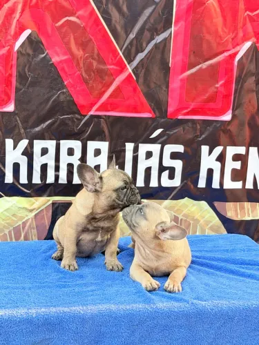 Buldogue francês micro exótico