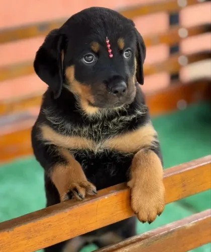 Rottweiler ¿ receba em sua casa, com garantia