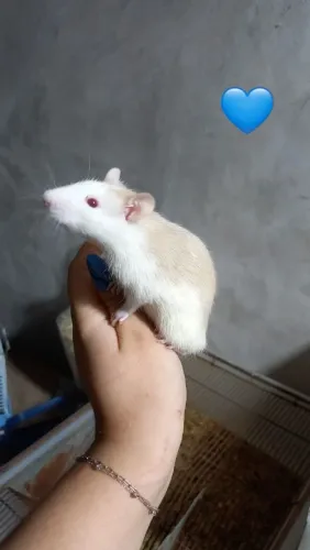 Ratinho com gaiola.