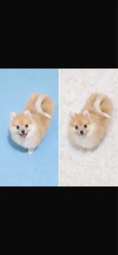 Spitz alemão 