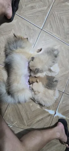 Filhotes Spitz Alemão