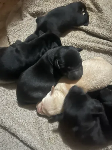 Labrador puro pré venda (Juiz de Fora) desmame dia 05 de junho 