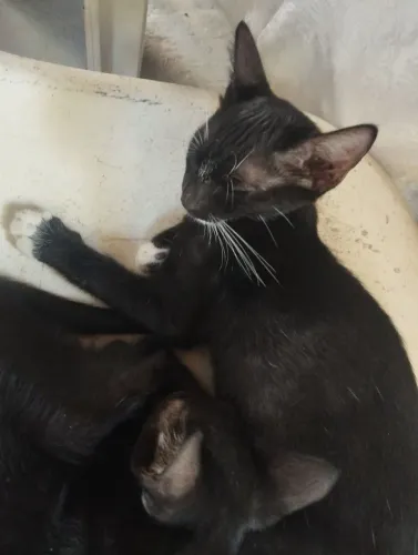 Doa-se lindos gatinhos.