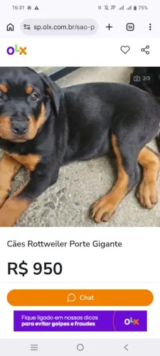 Rottweiler, Filhotes, Cães com Garantia 